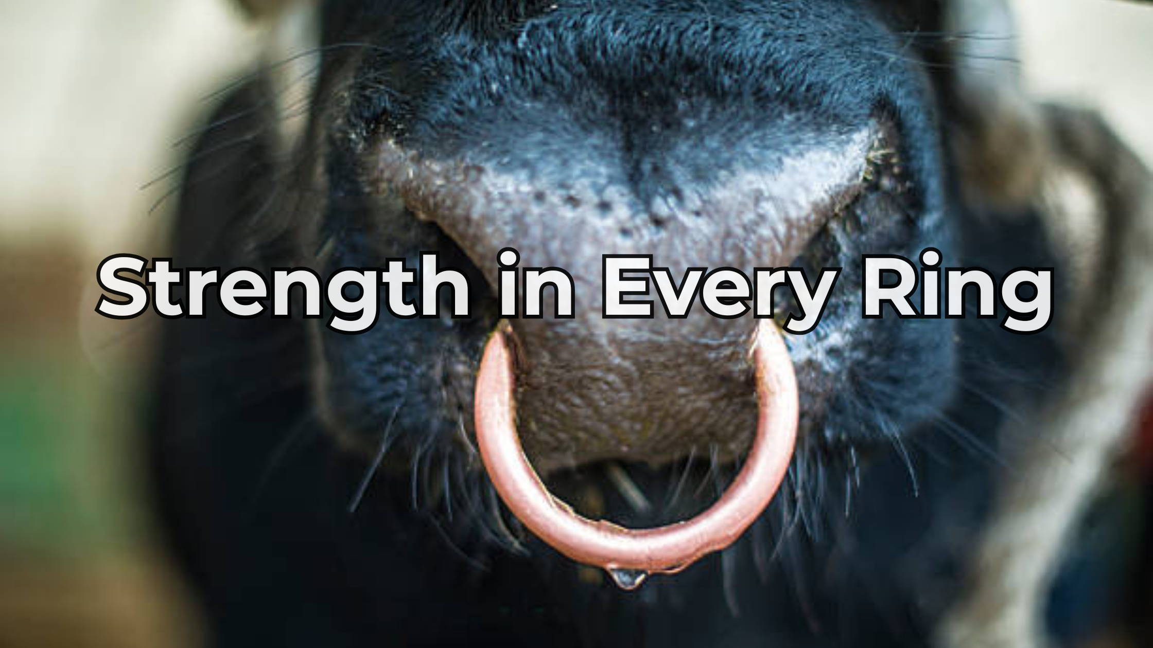 Essential Guide to Livestock Nose Rings: Control, Safety & Durability ...