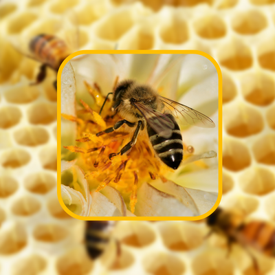 The Imperative Role of Beekeeping Suits: Safety and Productivity in Mind