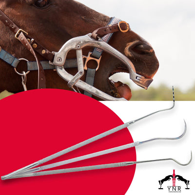 15" Equine Horse Dental Mouth Teeth Scaling Probe Scaler Explorer Pick Tools Veterinary Scaler Kit